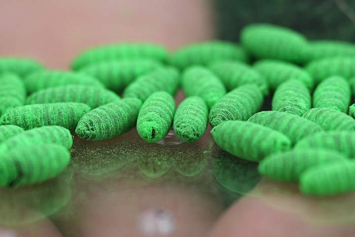 Political blame game follows as screwworm parasite threatens