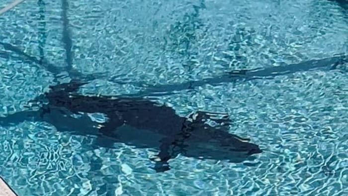 Pictures Show 6 foot Gator Chilling In Melbourne Pool pictures-show-6-foot-gator-chilling-in-melbourne-pool