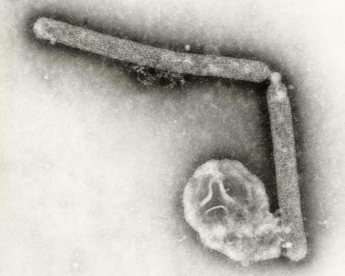 Brazil confirms its first bird flu outbreak in a commercial poultry farm