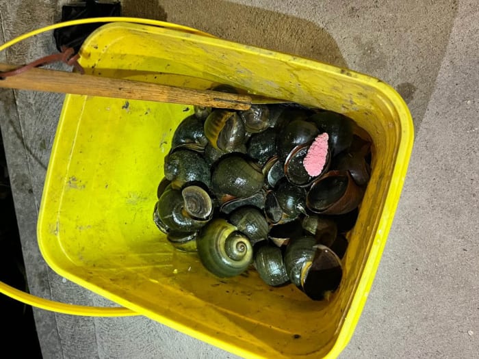 Snitch on the snails Invasive species spotted in San Antonio River can