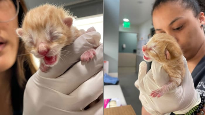 Kitten season: What you need to know and how you can help