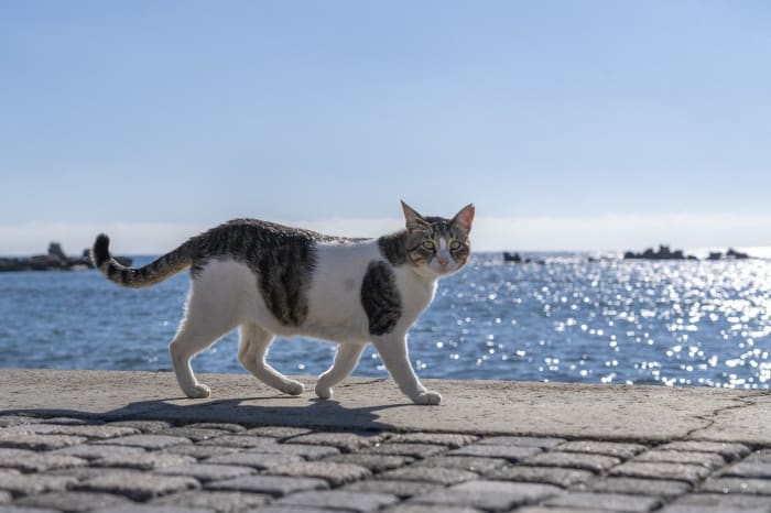 50 People Share How Their Beloved Cats Have Changed Since Being Adopted  (New Pics)