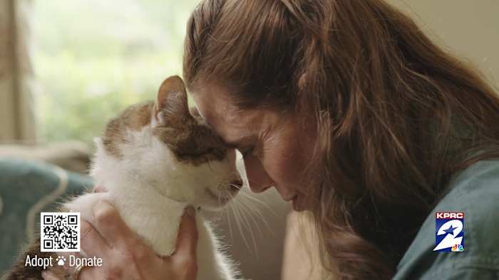 🐾Clear the Shelters is back: Houston pets are ready for homes