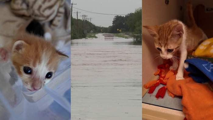 San Antonio animal rescue group helping pets displaced by recent Hill Country fl...