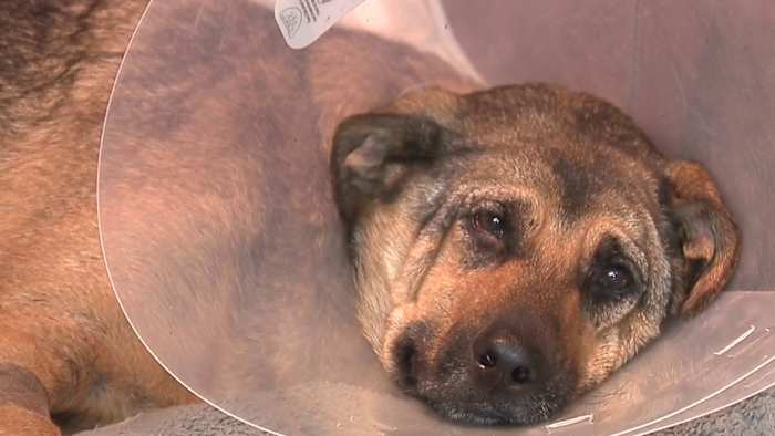KSAT captures dog rescue on US Highway 281; Hospital staff reports ‘good' prognosis