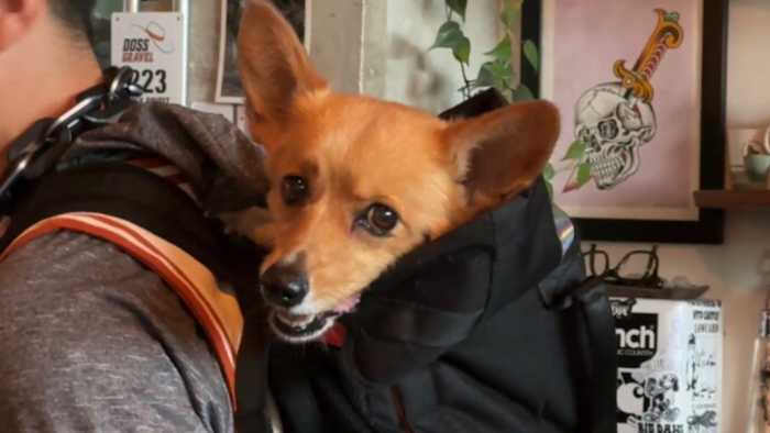 ‘Trust in corgi': Meet the dog forecasting Spurs wins