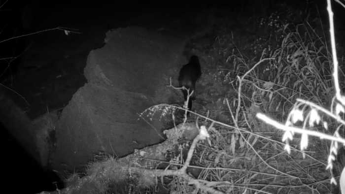 River otters are showing up in San Antonio River. What do their return mean for city’s waterways?