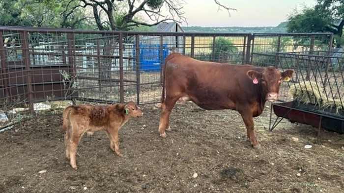Cow gives birth near busy Fredericksburg street with help from cowboys, vet and community