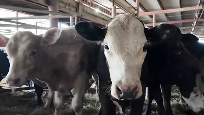 ‘Nobody wants to see this happen'; Rancher reacts to flesh-eating screwworm's Texas reappearance