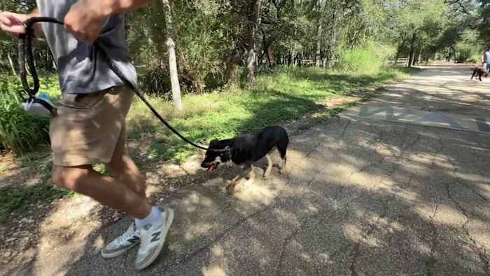 <a href="https://www.ksat.com/news/local/2026/07/07/san-antonio-area-pet-owners-urged-to-vaccinate-animals-amid-rabies-season/" target="_blank">San Antonio area pet owners urged to vaccinate animals amid rabies season</a>