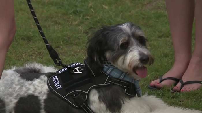 <a href="https://www.ksat.com/news/local/2026/08/19/therapy-dog-honoring-girl-who-died-at-camp-mystic-now-helping-students-in-alamo-heights-isd/" target="_blank">Therapy dog honoring girl who died at Camp Mystic now helping students in Alamo Heights ISD</a>
