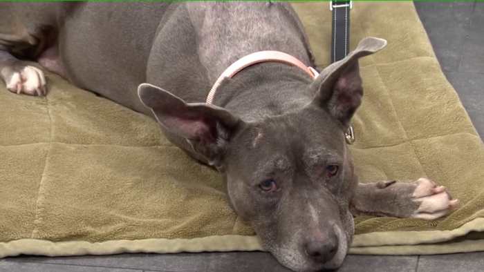 Fall grooming tips to keep your pet’s coat healthy this season