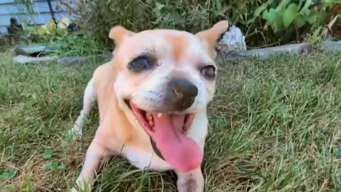 Livonia neighbors on alert after dog attacked in its own yard