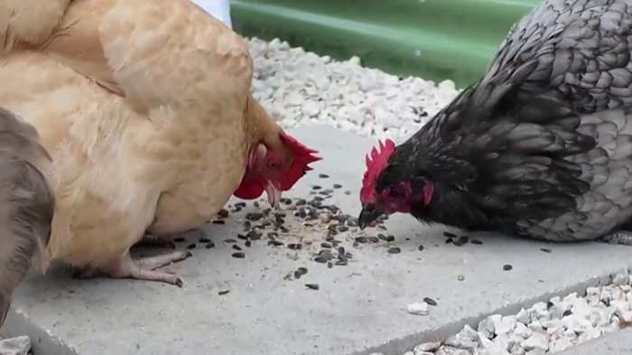 Casselberry approves 1-year backyard chicken pilot program