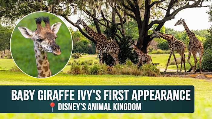 ivy-the-baby-masai-giraffe-makes-her-debut-on-kilimanjaro-safaris-at