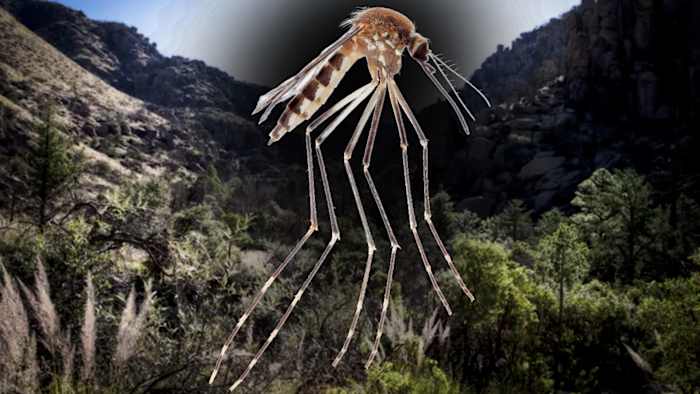 Florida scientist discovers foreign mosquitoes never before seen in the U.S.