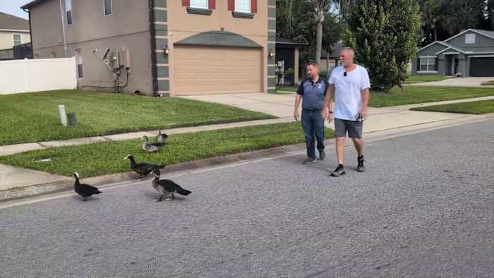 Sanford HOA pauses plan to euthanize Muscovy ducks after neighbors step in