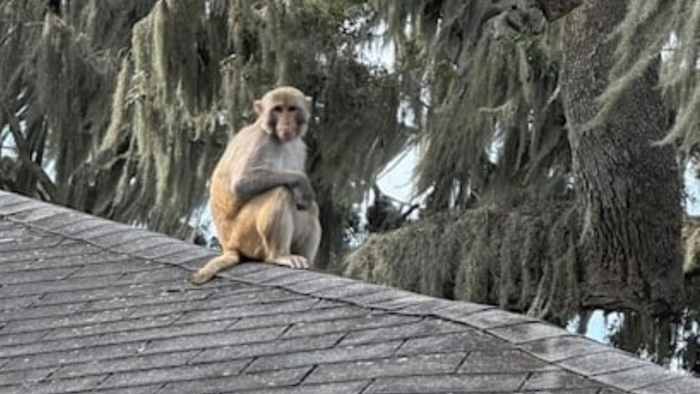 clickorlando.com - Alex Cook - Monkey Business: Wild rhesus macaque spotted at Mount Dora hotel
