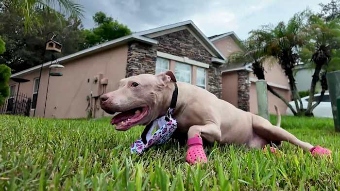 Replacement wheelchair on the way after disabled St. Cloud dog’s chair stolen