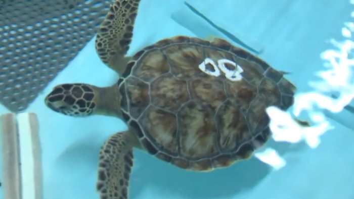 ‘Best part of my day:’ Meet the Disney aquarist caring for cold-stunned sea turtles at EPCOT
