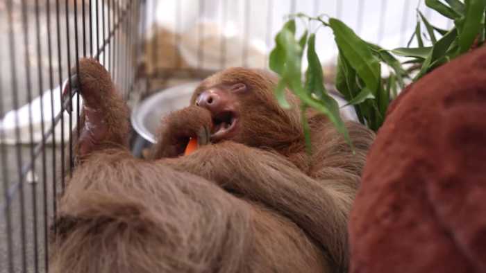 Orange County Sheriff’s Office investigation finds no criminal wrongdoing in Sloth World deaths