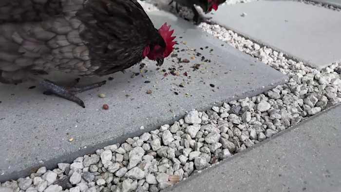 Casselberry to consider 1-year backyard chicken pilot program