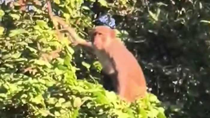 Monkey sightings on the rise in Mount Dora, prompting safety warnings