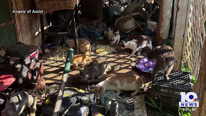 WATCH: Angels of Assisi takes in 20 cats from big rescue This site asks for consent to use your data