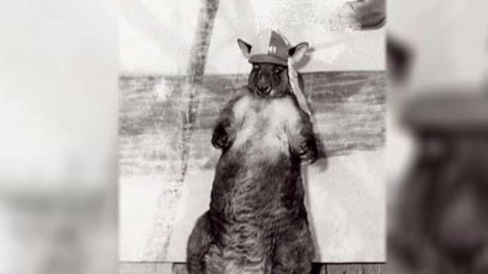 VMI's Kangaroo Live Mascot Kidnapped before the big game with Virginia Tech