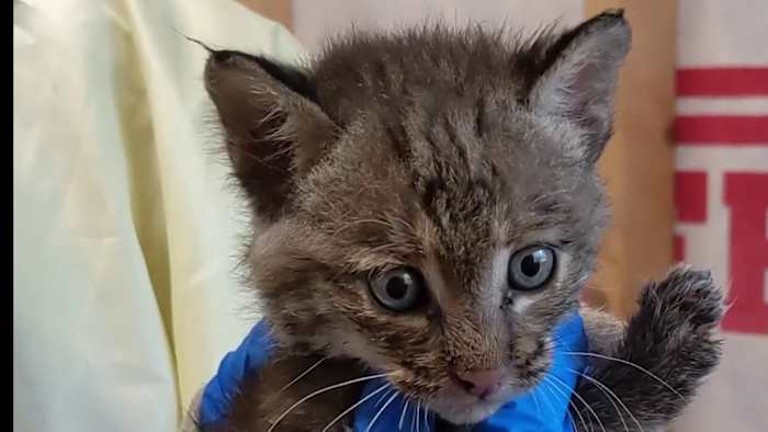 Two small bobcat kittens with bright blue eyes peering from behind an enclosure gate