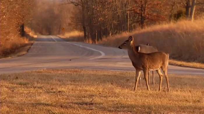 What are some issues that come with deer overpopulation? This site asks for consent to use your data