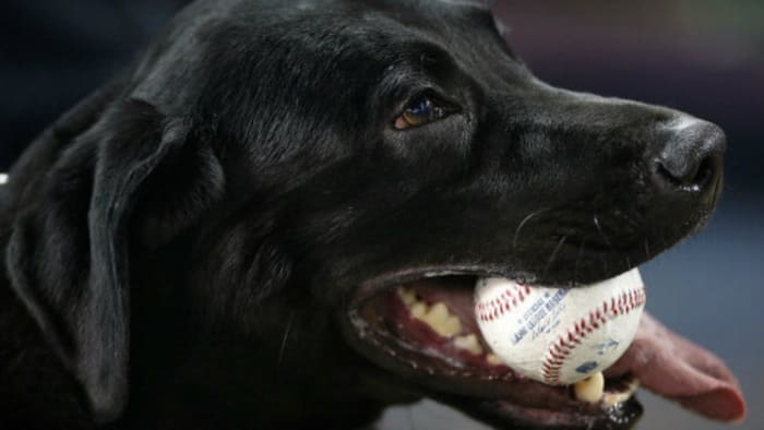 Tigers host Bark in the Park