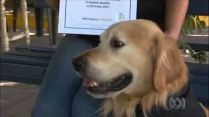 Hank, golden retriever - Dog Photo Contest