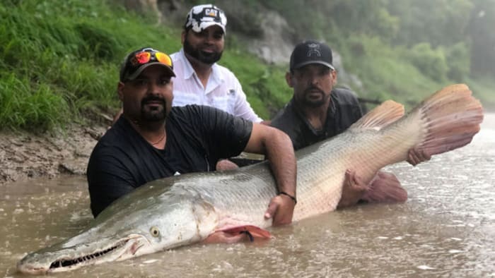 200-plus-pound fish swim in Texas rivers, some over 50 years old