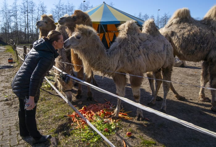 Een virus legt circussen in Nederland stil