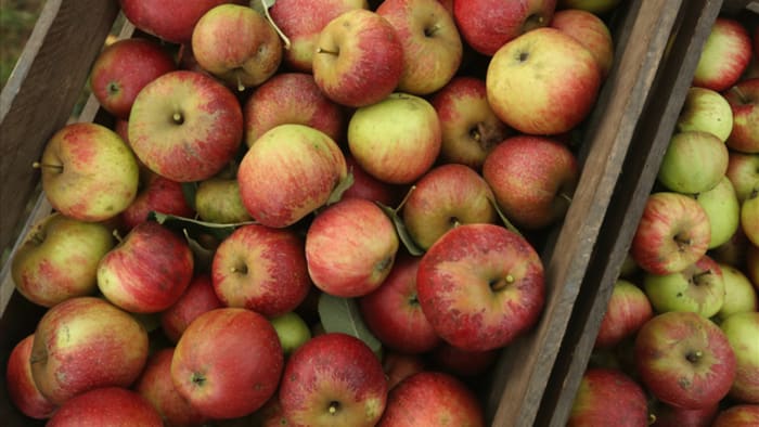 Honeycrisp Apple Box - Fresh Michigan-Grown Apples Delivered