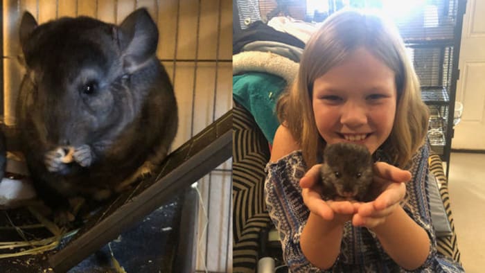 What to know before buying a dust bathing rodent