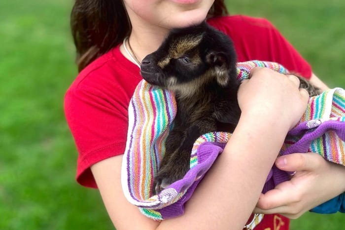 Stop what you're doing and enjoy White Lotus Farms' new baby goats