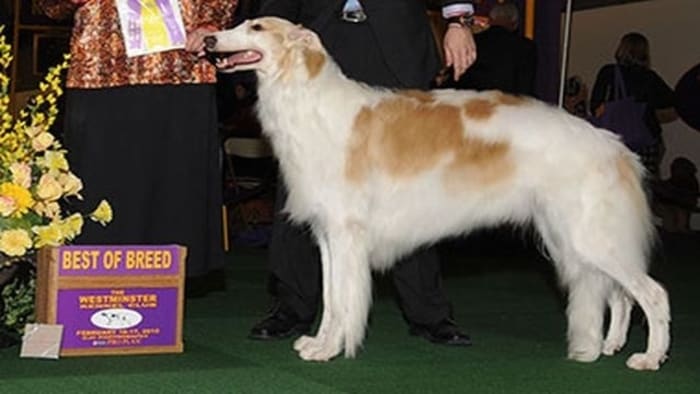 Houston dog wins Westminster Kennel Club Best of Breed