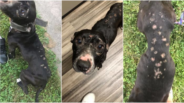 Officials suspect abuse after dog in Ecorse found with burns from  fireworks, broken teeth