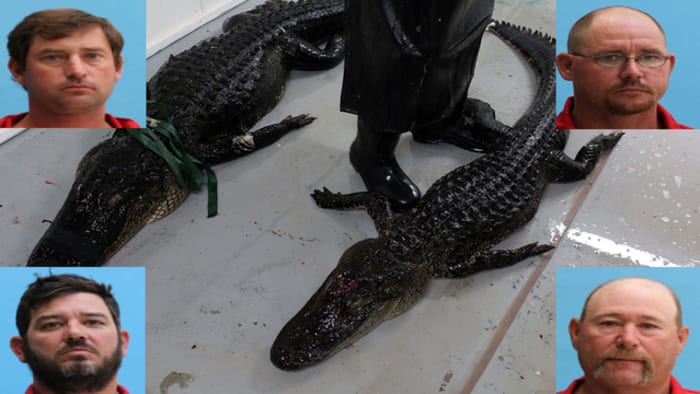 Undercover Investigators Expose Atrocities on Alligator Farms that