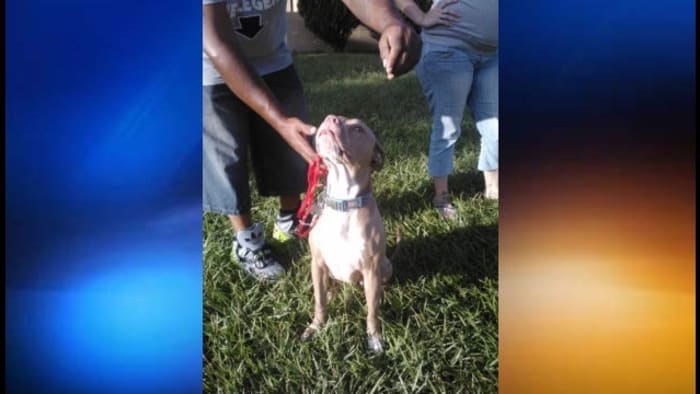 Teen walking home attacked by pit bull in Orlando