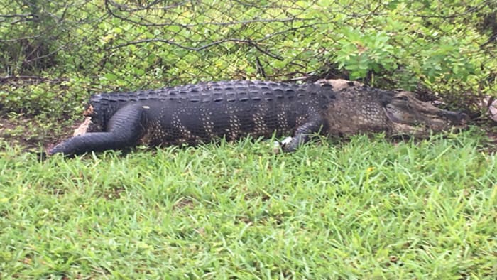 Crocodile Discovered Decapitated with Tail Cut Off: 'What is Wrong with  People?