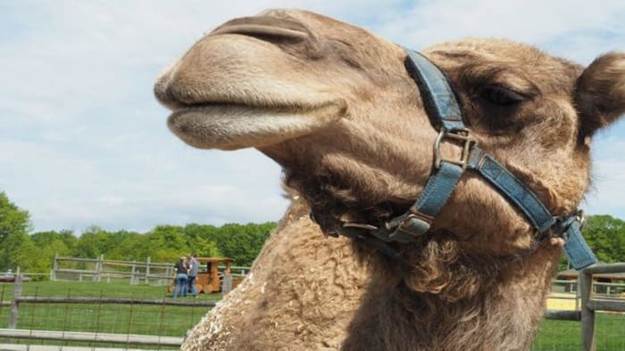 Florida woman who bit camel's testicles denies throwing treats