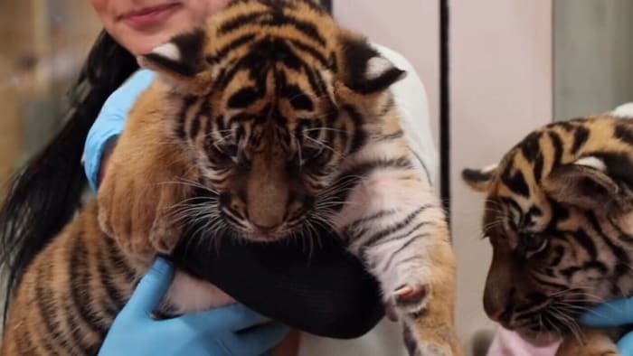 LIVE VIDEO: Sumatran Tiger Cubs And Mom At The Jacksonville Zoo