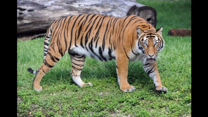 Tiger In NYC Zoo Becomes First Animal In US to Get COVID-19