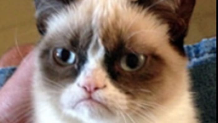 Friskies' new face:  star Grumpy Cat is pet food's new