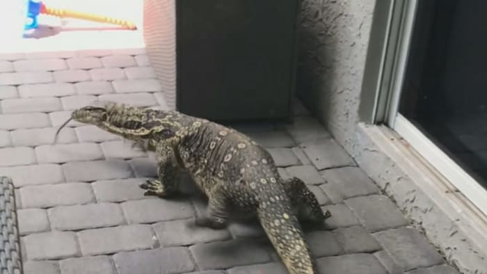 FWC sets trap in hopes of catching Asian water monitor in Davie