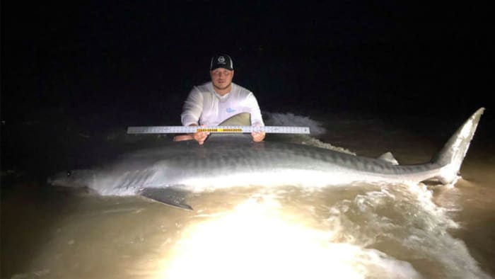 Large tiger shark caught on North Padre Island