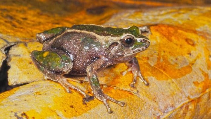 Ribbeting discovery: UCF researchers find new frog species